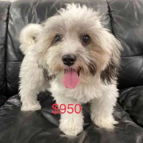 Shih-chon (Teddy Bear)