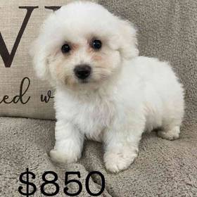 Bichon