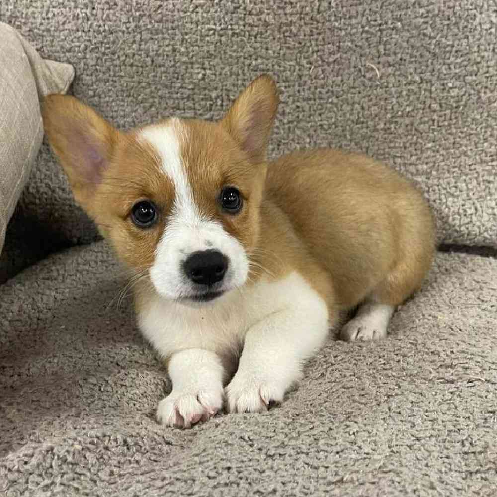 Image of a pet breed in the gallery