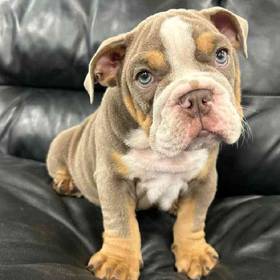English Bulldog