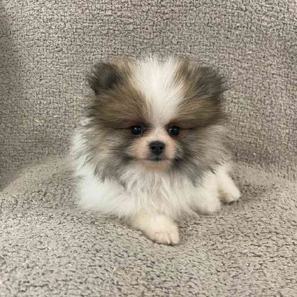 Fluffy Teacup Pomeranian For Sale Fluffy Dog White Teacup Pomeranian For  Sale Near Me Cute Dog, image size:1000x1000
