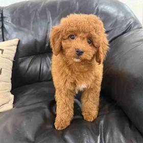 Mini Goldendoodle
