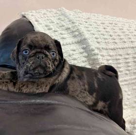 Pug