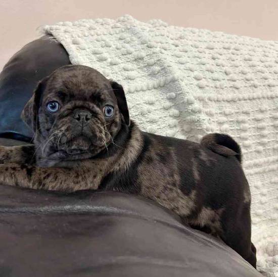 Pug