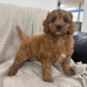Cavapoo