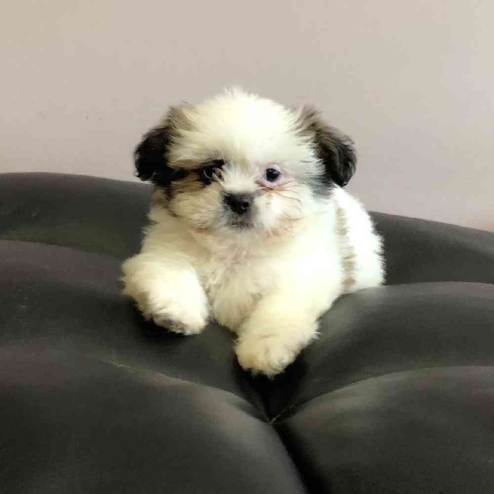 carousel pet images