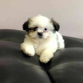 Shih Tzu