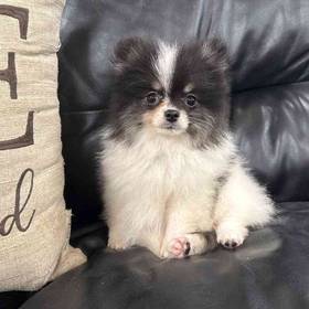 Pomeranian