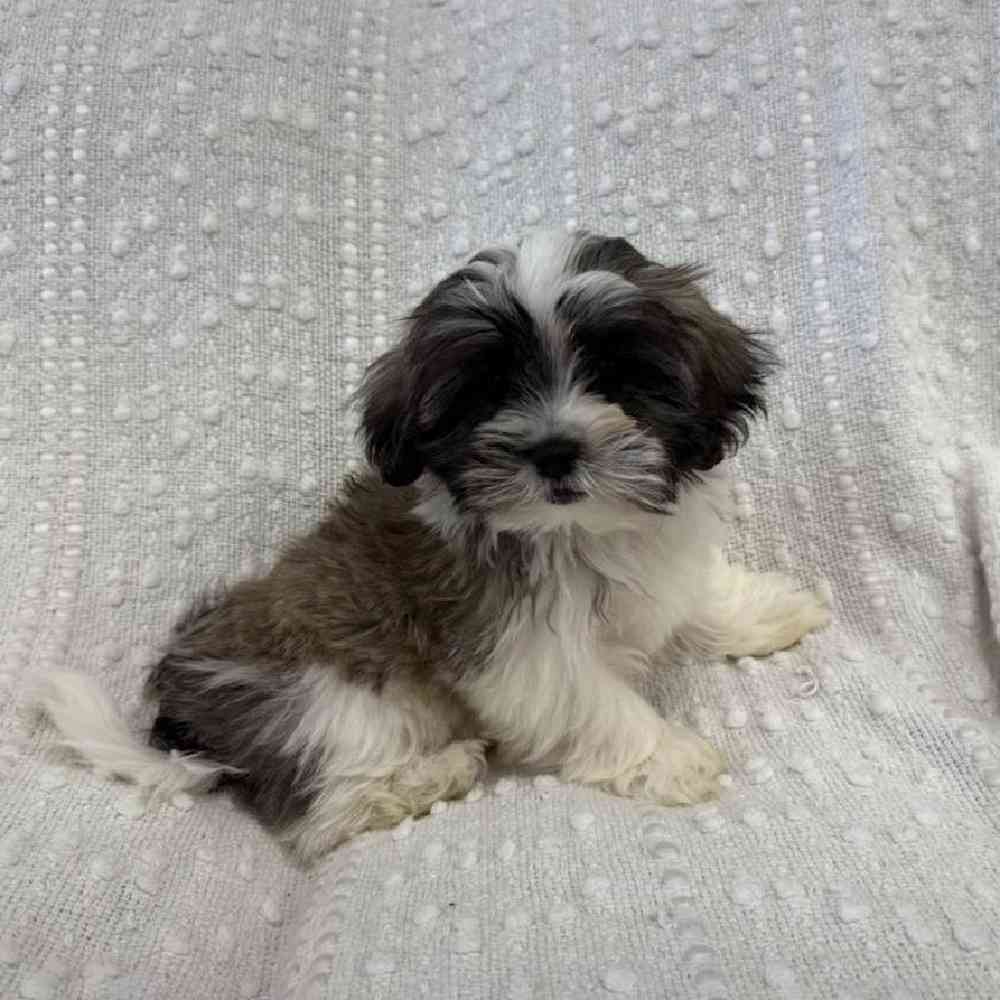 carousel pet images
