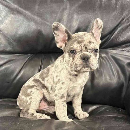 French Bulldog