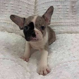 Frenchton