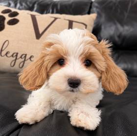 Maltipoo