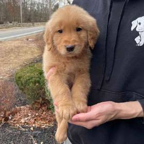 Golden Retriever