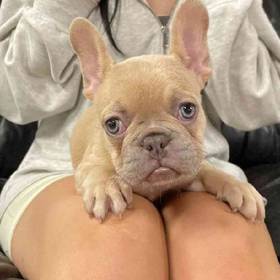 French Bulldog