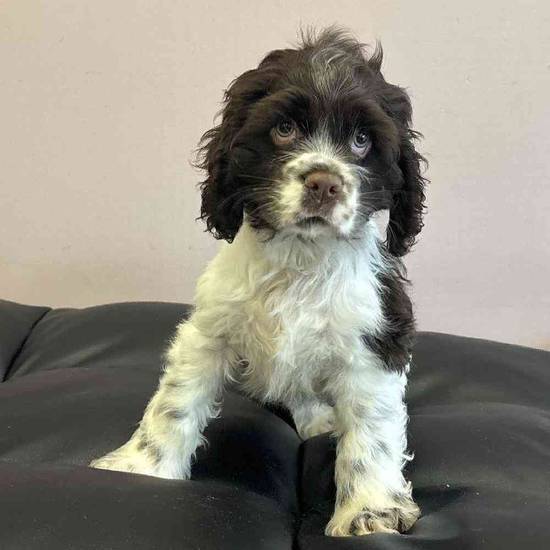 Cocker Spaniel