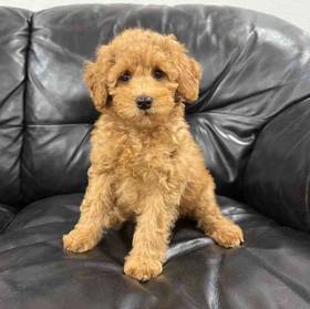 Mini Goldendoodle