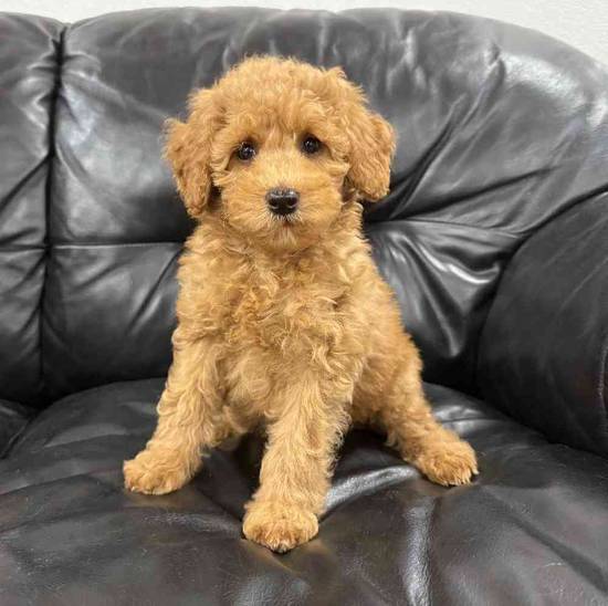 Mini Goldendoodle