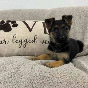 German Shepherd
