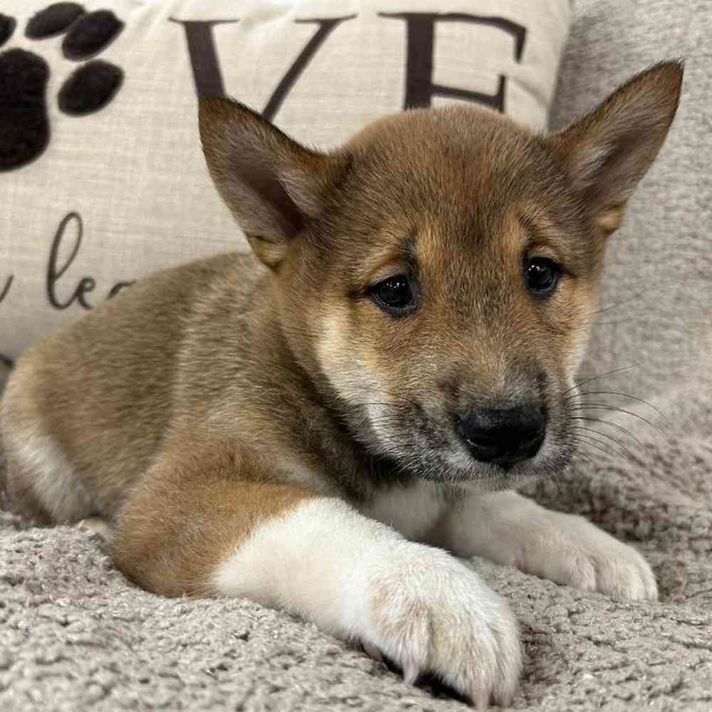 Image of a pet breed in the gallery