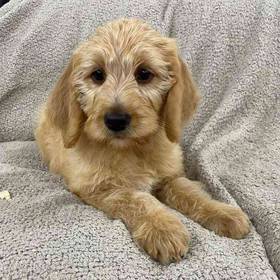 Labradoodle