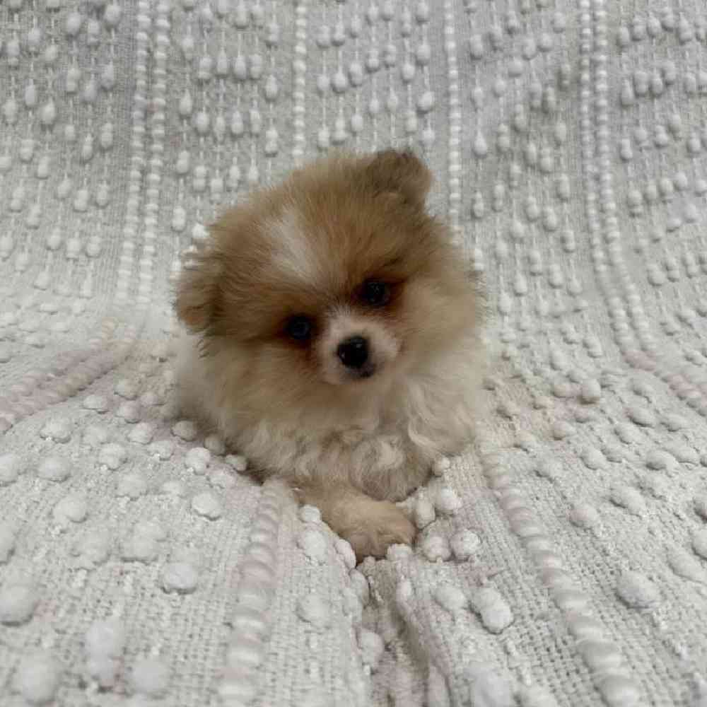 carousel pet images