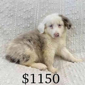 Mini Aussie Mix