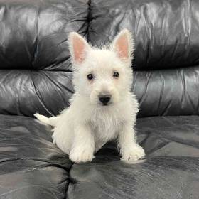 West Highland White Terrier