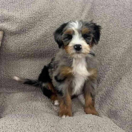 Mini  Bernedoodle