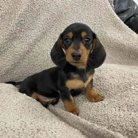 Dachshund