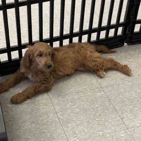 Goldendoodle