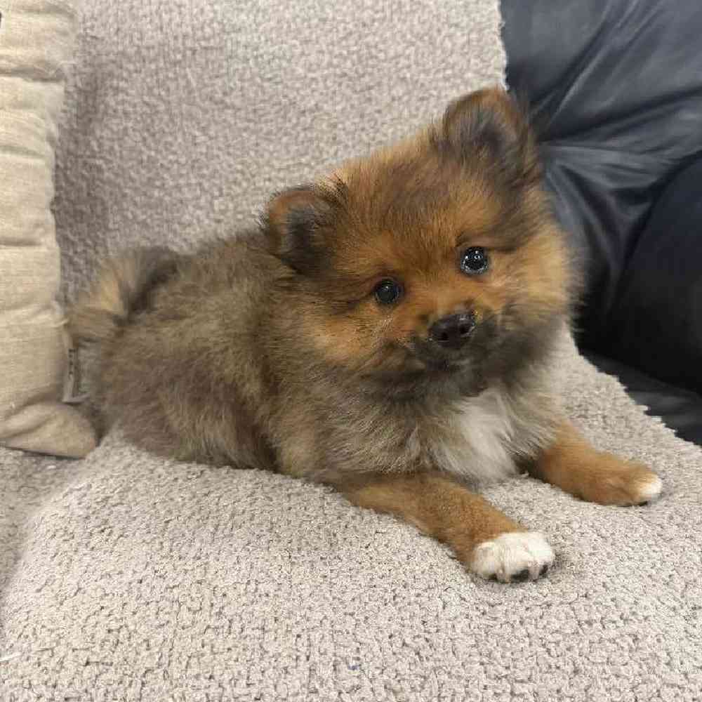 carousel pet images