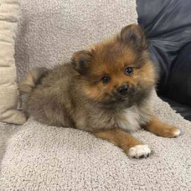 Pomeranian