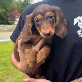 Dachshund