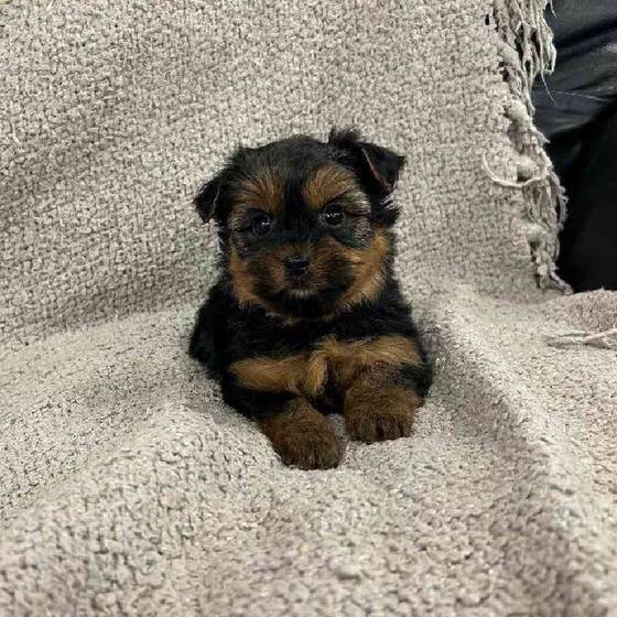 Yorkie Puppy for sale - The Perfect Puppy West Warwick