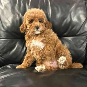 Mini Goldendoodle