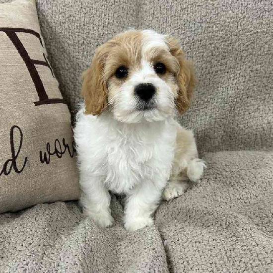 Cavachon