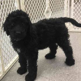 Bernedoodle