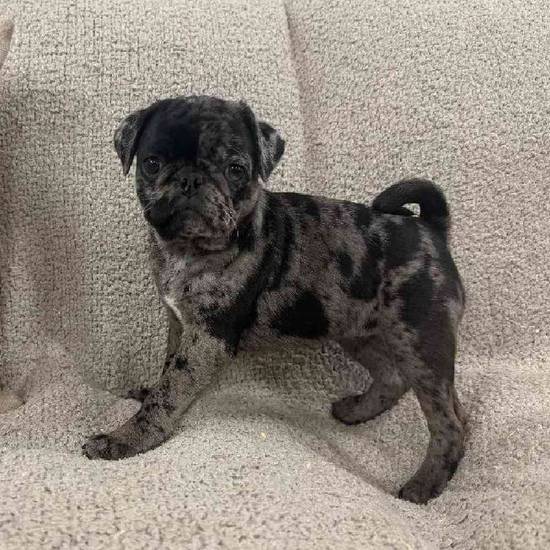 Pug