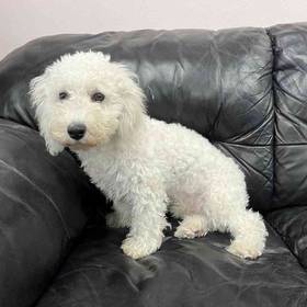 Bichon