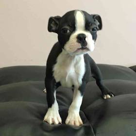 Boston Terrier