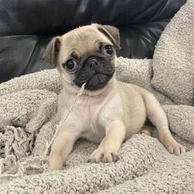 Pug