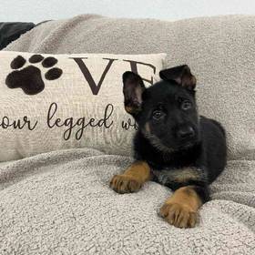 German Shepherd
