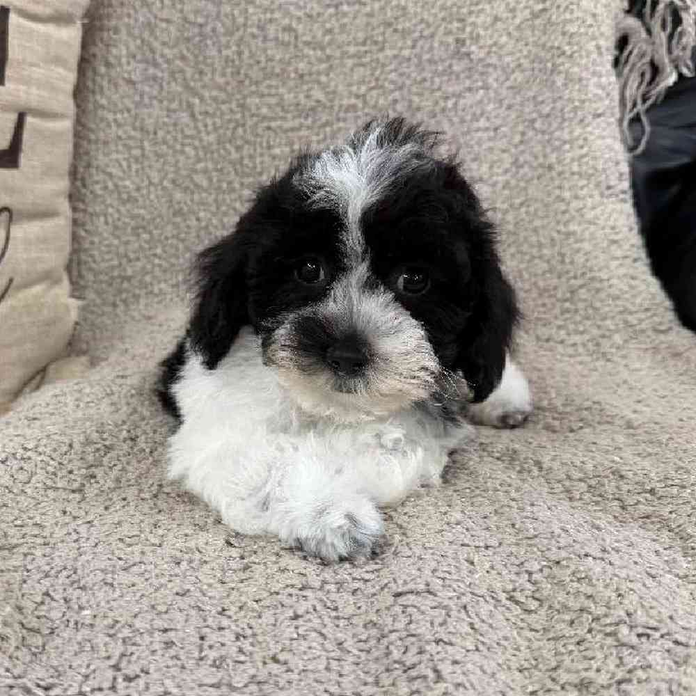 Image of a pet breed in the gallery