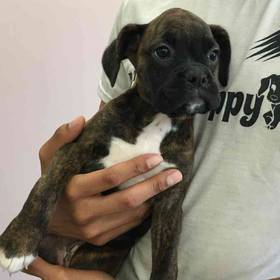 Boxer