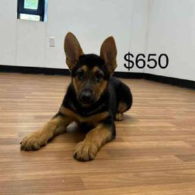 German Shepherd