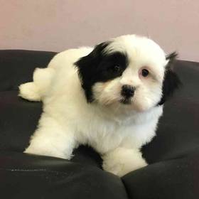 Shih-chon (Teddy Bear)