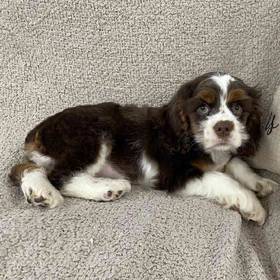 Cocker Spaniel