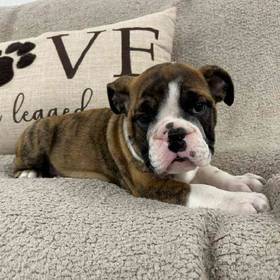 English Bulldog