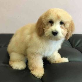 Mini Poodle