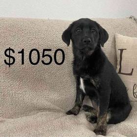 Lab Mix